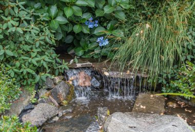 Akış ve mavi çiçekler