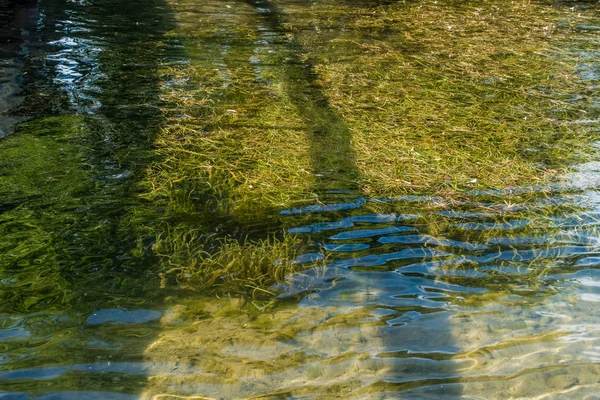 Gras unter Wasser — Stockfoto