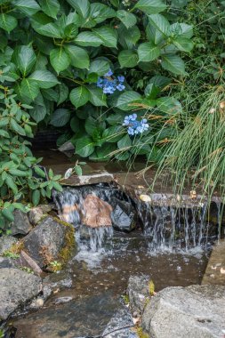 Akış ve mavi çiçek 2