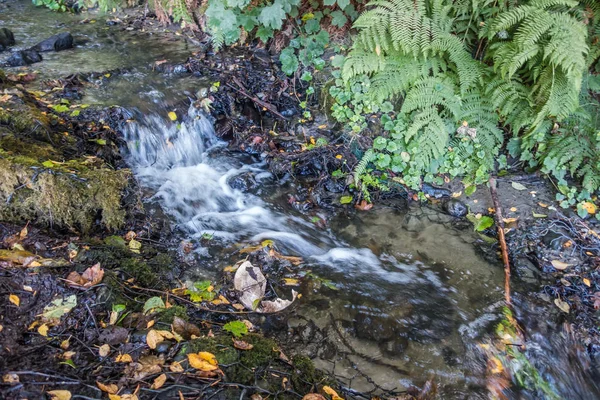 Küçük dere portre