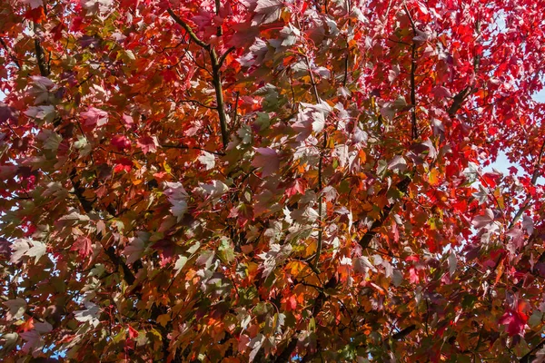 Outono deixa fundo macro — Fotografia de Stock