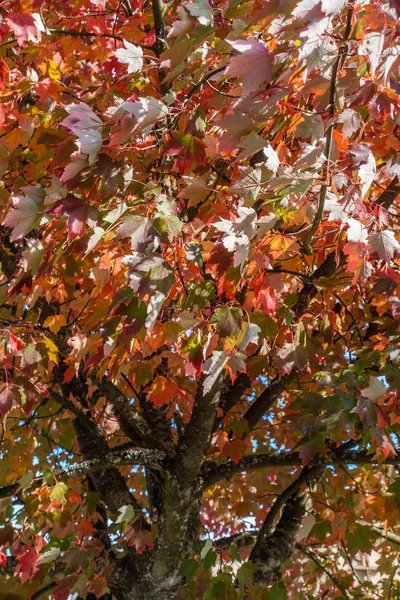 Herbst Blätter Makro Hintergrund 2 — Stockfoto