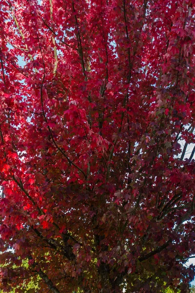 Hojas de otoño Fondo de macro 3 — Foto de Stock