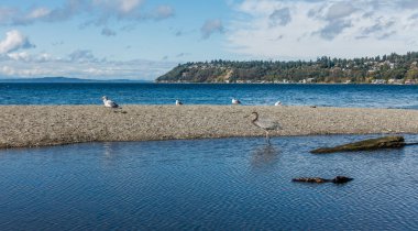 Kıyı 4 üzerinde mavi balıkçıl