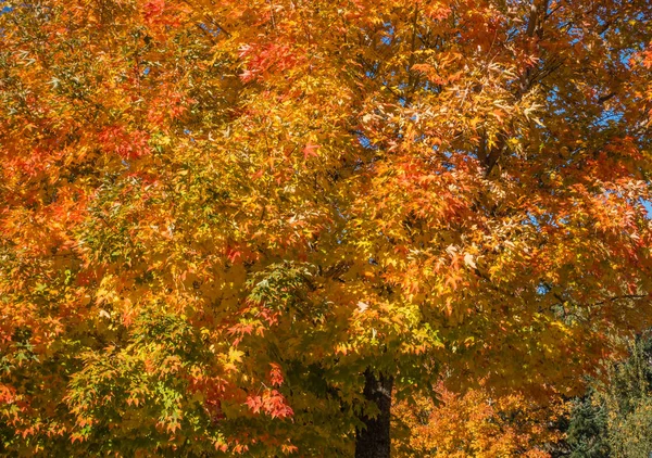 Χρυσή φθινόπωρο δέντρο Backgrund 3 — Φωτογραφία Αρχείου