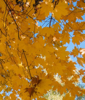 sarı yaprakların arka plan