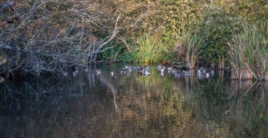 Korunaklı ördekler manzara