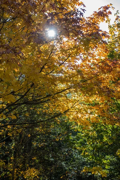 Światła przez jesienią liści 2 — Zdjęcie stockowe