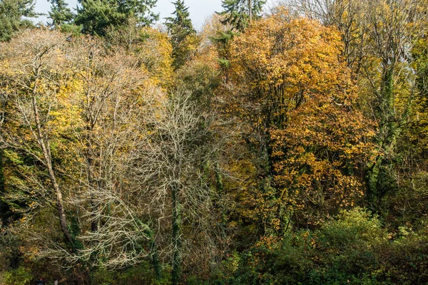 Herfst bomen In Washington — Stockfoto