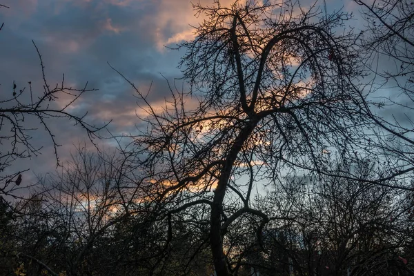 Silhueta de árvore nua — Fotografia de Stock