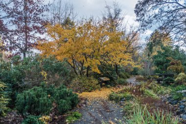 Sarı yapraklar manzara