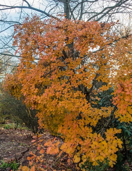 圆橙色秋天的叶子 — 图库照片