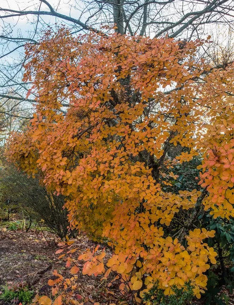 丸いオレンジ色の紅葉 — ストック写真