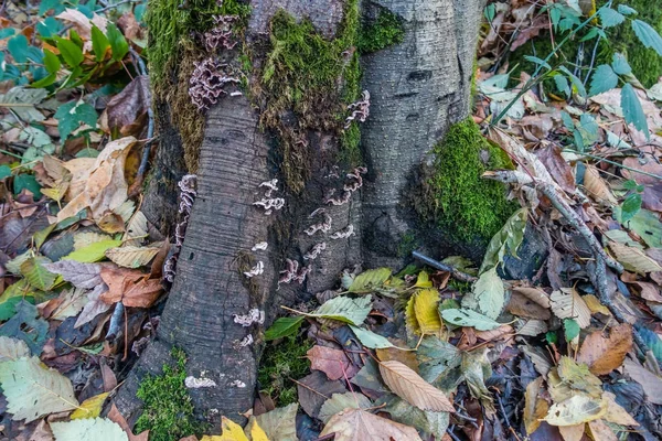 Arbre et feuilles Gros plan 2 — Photo