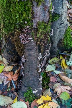 Ağaç ve yaprak Closeup 3