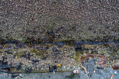 Deniz kenarındaki sete kıskaç ile