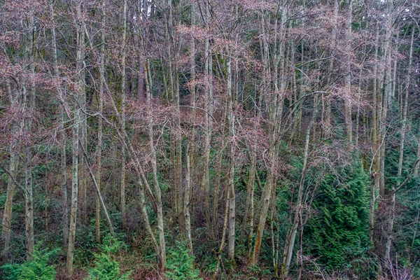 Winter bomen achtergrond — Stockfoto