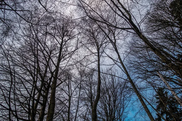 Zimie gołe drzewa — Zdjęcie stockowe