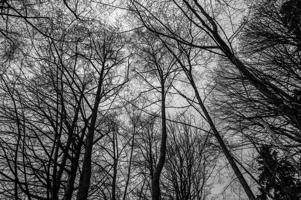 Kale winter bomen 2 — Stockfoto