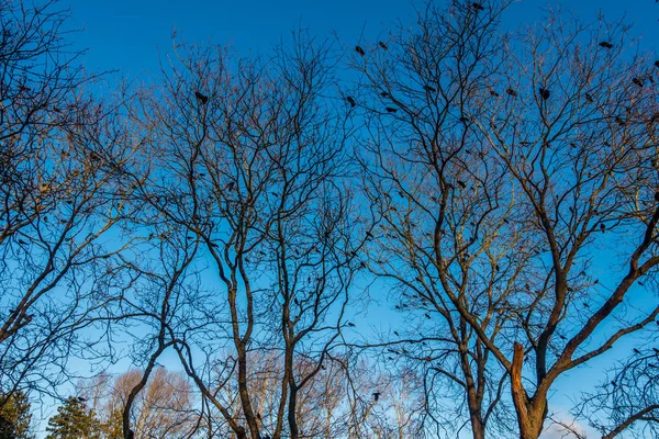 Kraaien in Beer Sheva Park 6 — Stockfoto