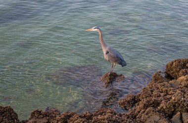 4 buzlu mavi balıkçıl