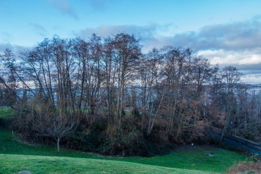 Winter Trees In West Seattle