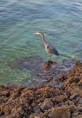 3 buzlu mavi balıkçıl