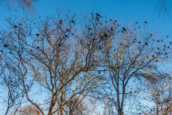 Kraaien in Beer Sheva Park — Stockfoto