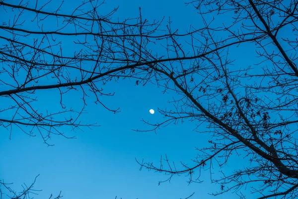 Maan en Branhes — Stockfoto