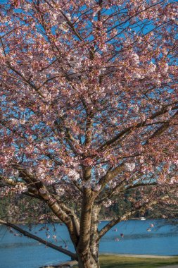 Gölde 3 kiraz ağacı