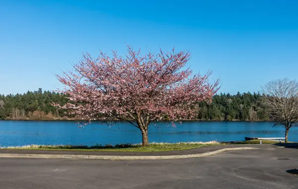 樱桃树在湖2 — 图库照片