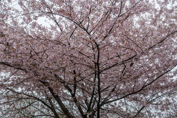 Pink Cherry Blossoms Background — Stock Photo, Image