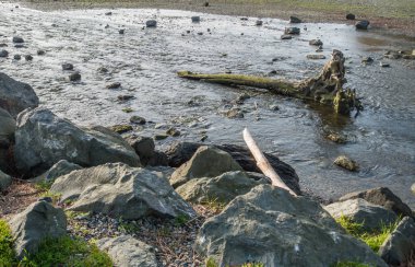 Derede Ağaç Gövdesi