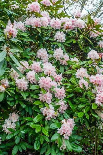 Pink Rhododendron Background — Stock Photo, Image