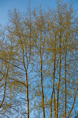 Bahar yaprakları Backfground
