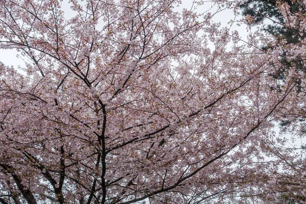 Rosa Cherry Blossoms bakgrund 2 — Stockfoto