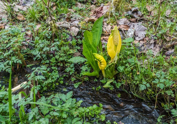 Skunk Cabbage Closeup 2 — Stock Photo, Image