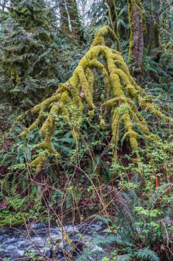 dallar üzerinde yosun