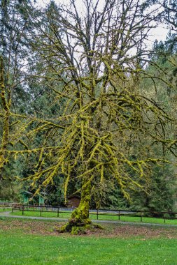 Yosunlu ağaç soyut