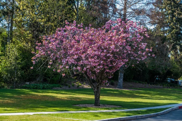 Seward Park çiçekleri