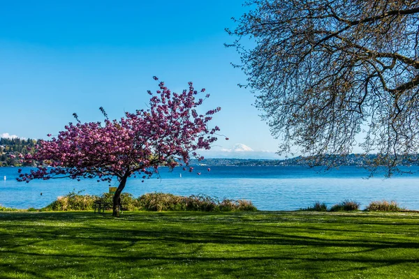 Árvore de cereja Seward Park — Fotografia de Stock