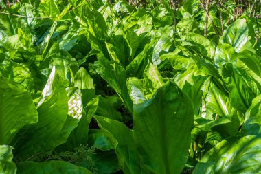 Closeup kokarca Lahana yaprakları