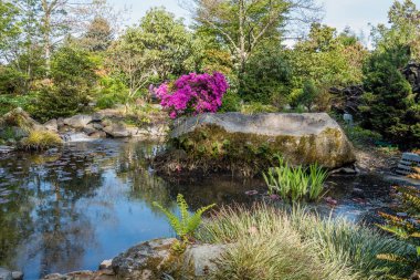 Rock Peyzaj ve havuz