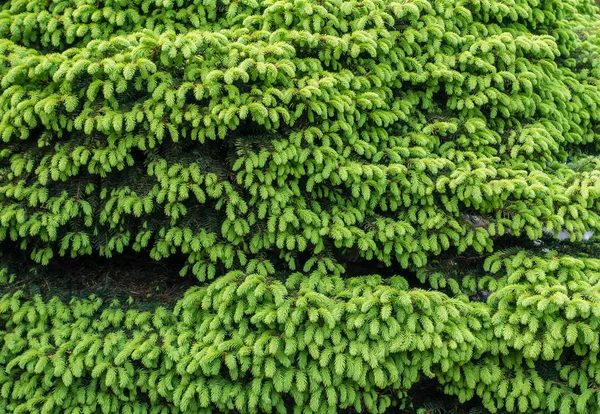Вічнозелений чагарник Backgrund 2 — стокове фото