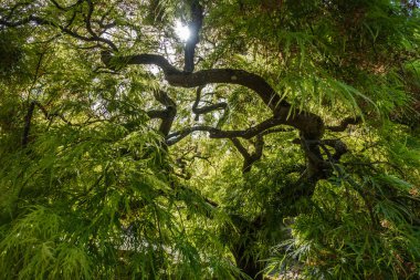 Japonca akçaağaç makro 2