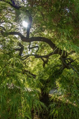 Japonca akçaağaç makro