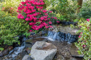 Azaleas ve akış portre