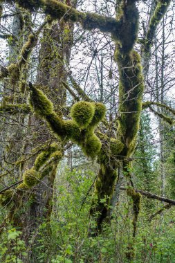 Yosunlu ağaç soyut 2