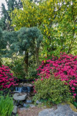 Kırmızı açelya çiçek ve küçük bir dere Seatac, Washington bir görünüm.