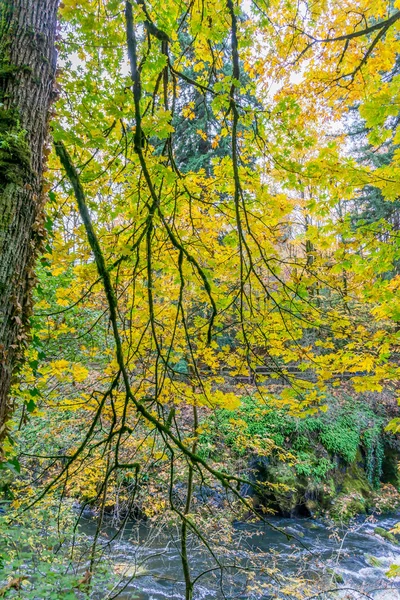 Tumwater Falls Park Rami d'autunno 6 — Foto Stock